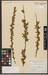 Foto von Salix triandra subsp. triandra L.